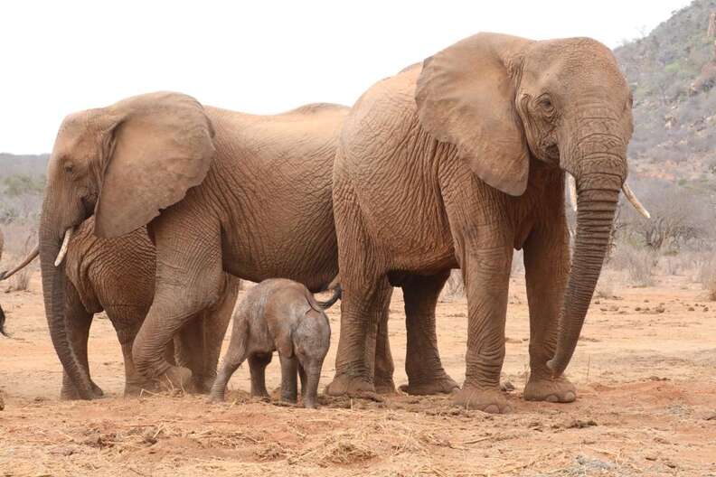 Lili the elephant calf and her herd