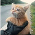 Hero Motorcyclist Stops Traffic To Rescue Kitten In Middle Of Road