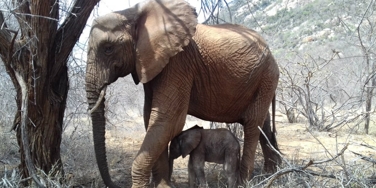 Elephant Introduces Her New Baby To The People Who Saved Her - The Dodo