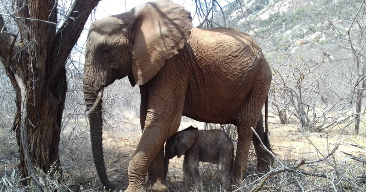 Elephant Introduces Her New Baby To The People Who Saved Her - The Dodo