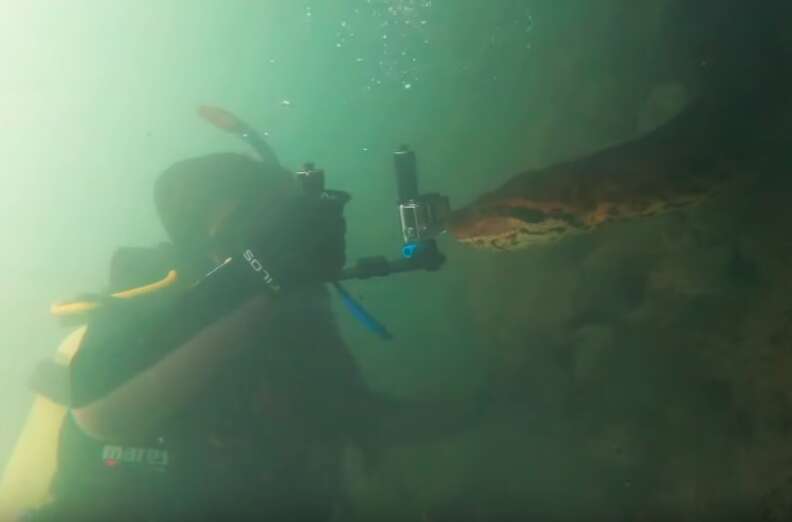 Diver Meets A Huge Anaconda In Brazilian River - The Dodo