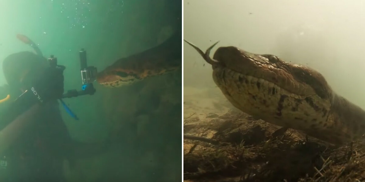 Diver Comes Face-To-Face With The Largest Snake In The World