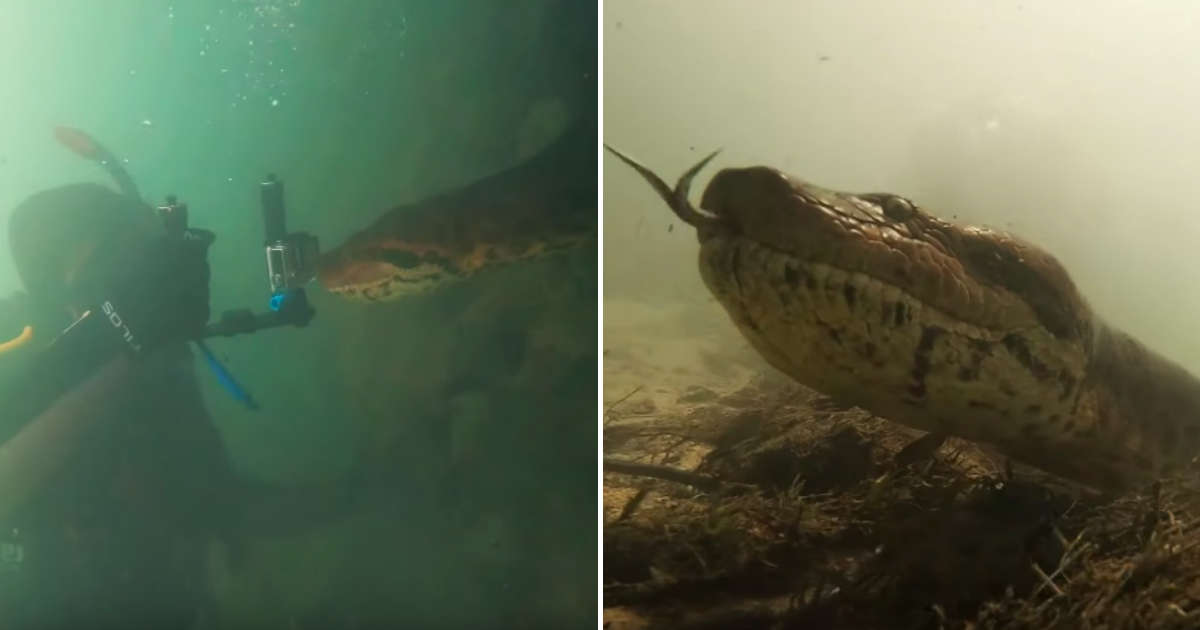 Diver Meets A Huge Anaconda In Brazilian River The Dodo