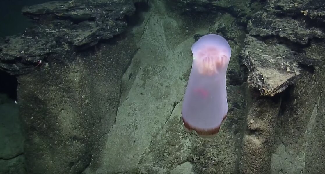 Rare Jellyfish Spotted Deep in the Pacific - Thrillist