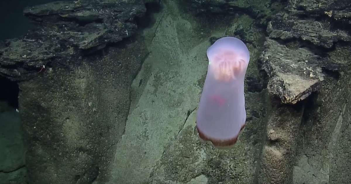 Rare Jellyfish Spotted Deep in the Pacific - Thrillist