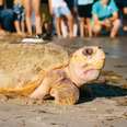 Rescued Giant Sea Turtle Is Thrilled To Swim Back To The Ocean
