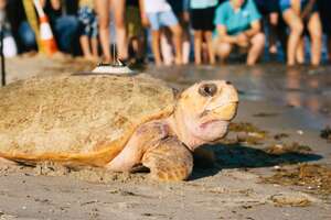 Rescued Giant Sea Turtle Is Thrilled To Swim Back To The Ocean