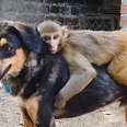 Monkey Rides Her Dog BFF EVERYWHERE