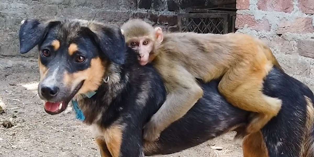 Monkey Rides Her Dog BFF EVERYWHERE - Videos - The Dodo