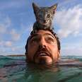 Kitten Loves Swimming With Her Dad