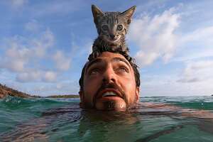 Kitten Loves Swimming With Her Dad