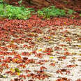 Tiniest Creatures Are Making Their Yearly Journey Across This Island