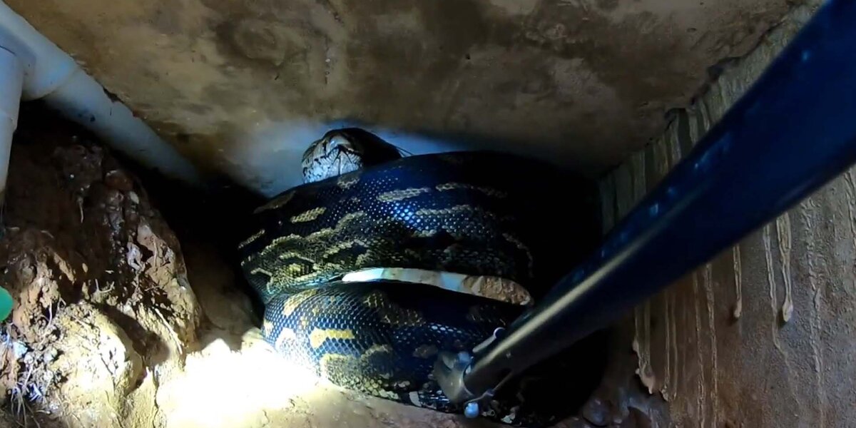 Mother Python Gigantic Python Mom And Her Eggs Are In Danger - Videos - The Dodo