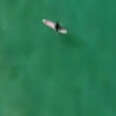 Watch This Shark Approach a Surfer 