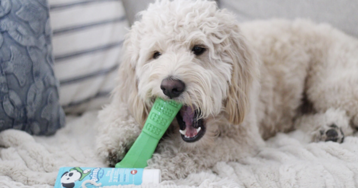 best dog dental chew toys