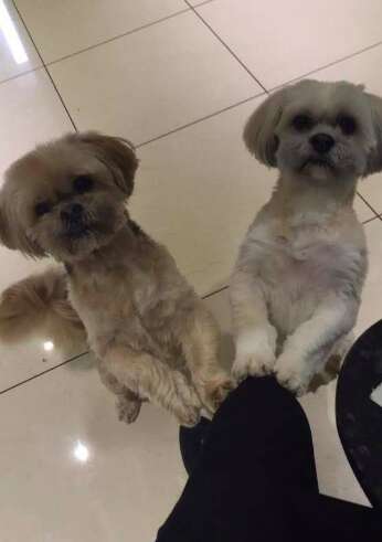 Harry and George, two Shih Tzu best friends