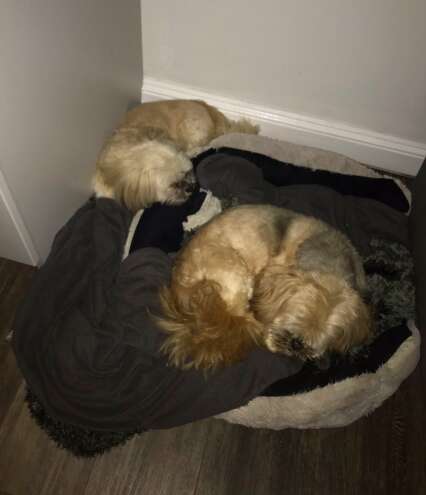 Dog sleeps next to his sick best friend