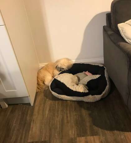 Dog leaves space on the bed for his dead friend