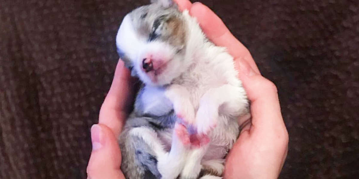 Rescue Puppy Was The Size Of A Hamster - Videos - The Dodo