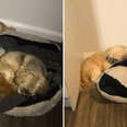 Dog Refuses To Sleep In The Space Where His Friend Once Slept