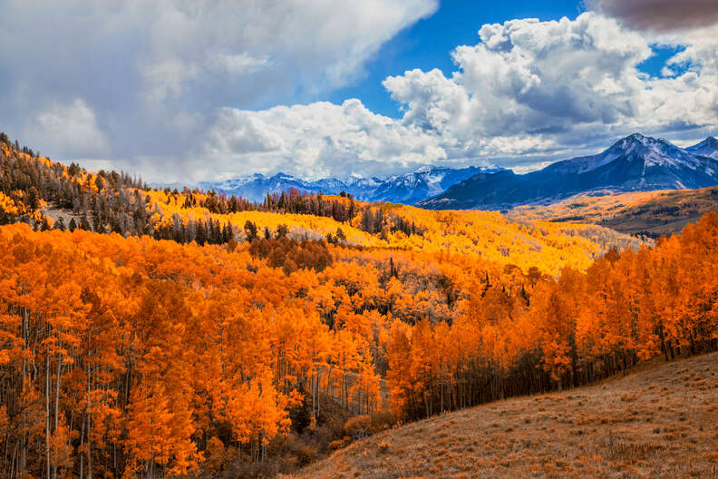 a forest of trees in front of snow capped mountains