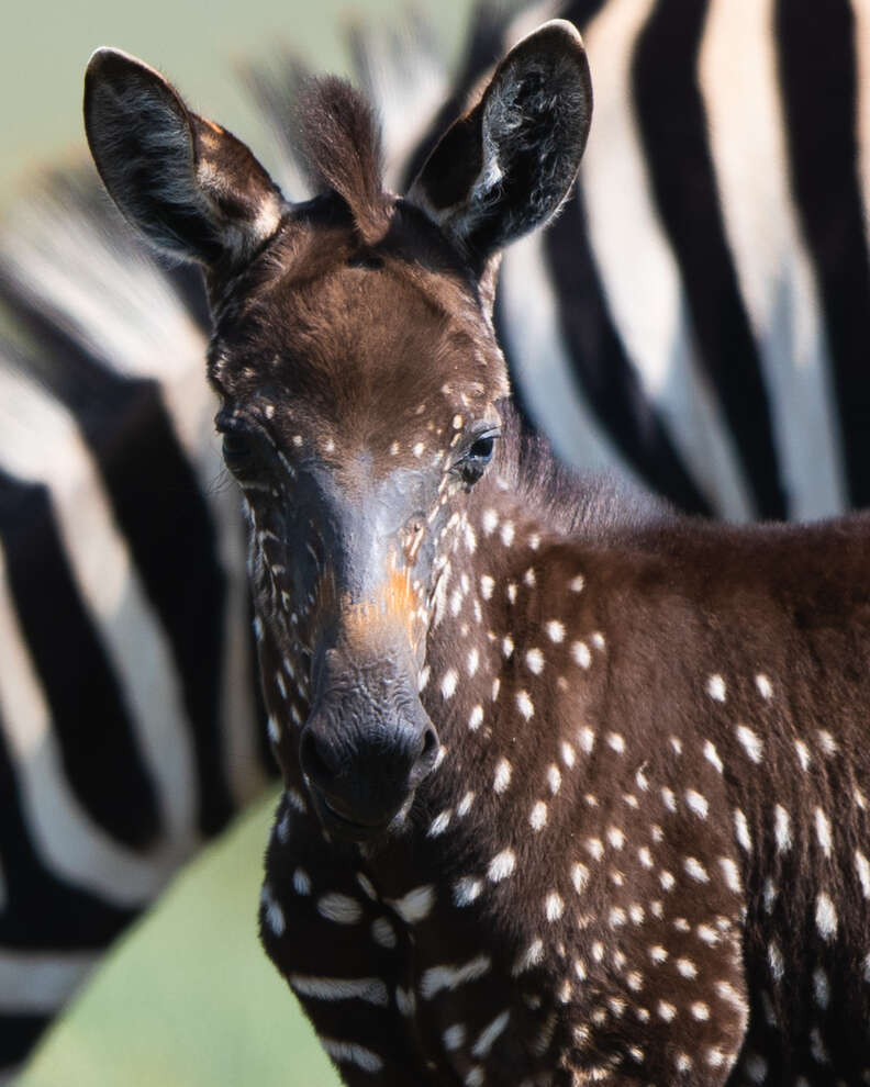 Baby zebra with dark coat and polka dots
