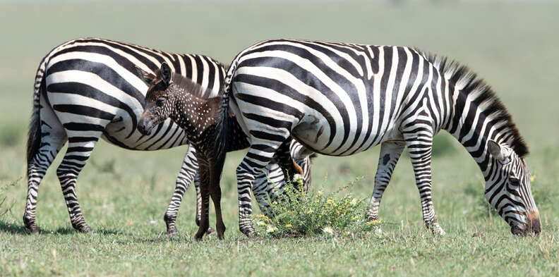Baby zebra with herd members
