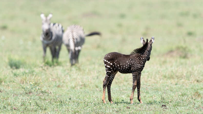 Baby zebra with dark coat and white spots