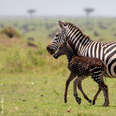 Genetically mutated baby zebra with dark coat and polka dots