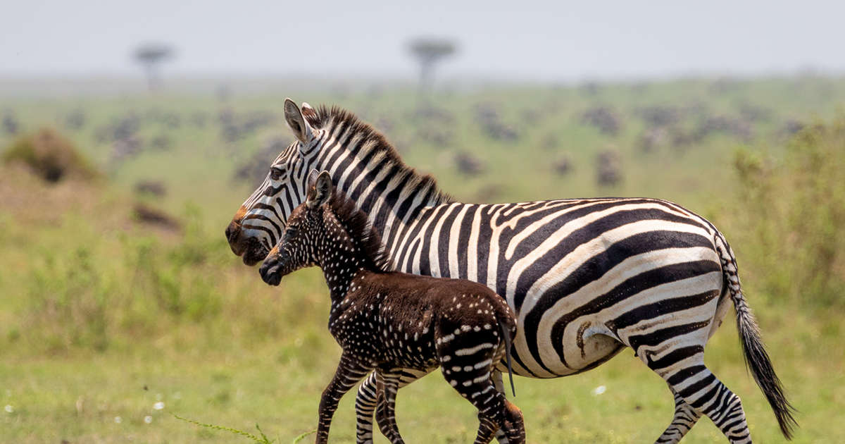 Rare Baby Zebra With Polka Dots Sighted In Maasai Mara, Kenya - The Dodo