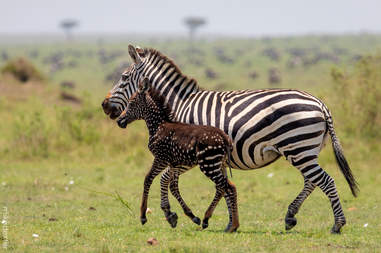 Baby zebra with his mother