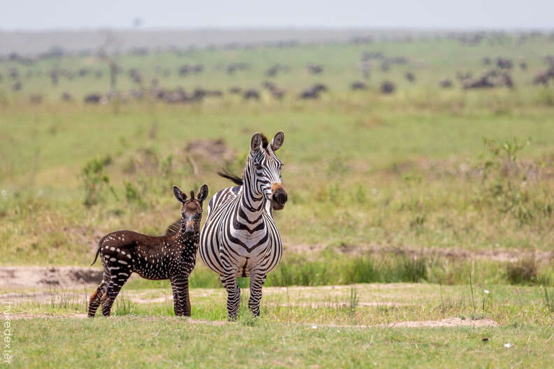 Unique looking baby zebra with mother