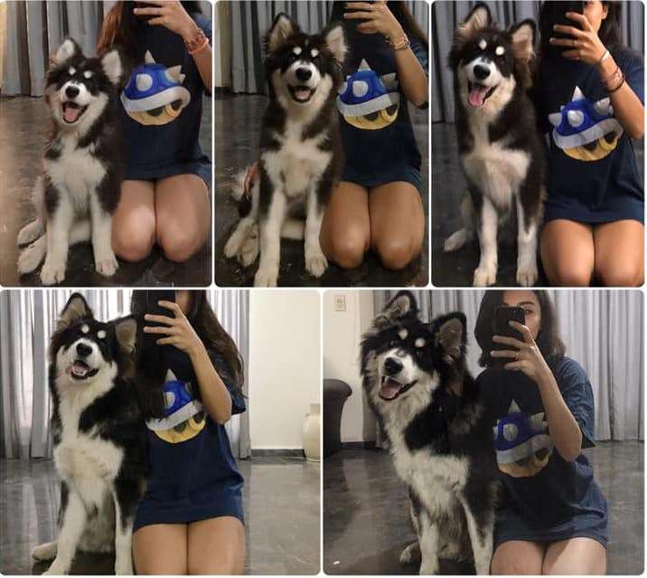 Alaskan Malamute goes from puppy to adult