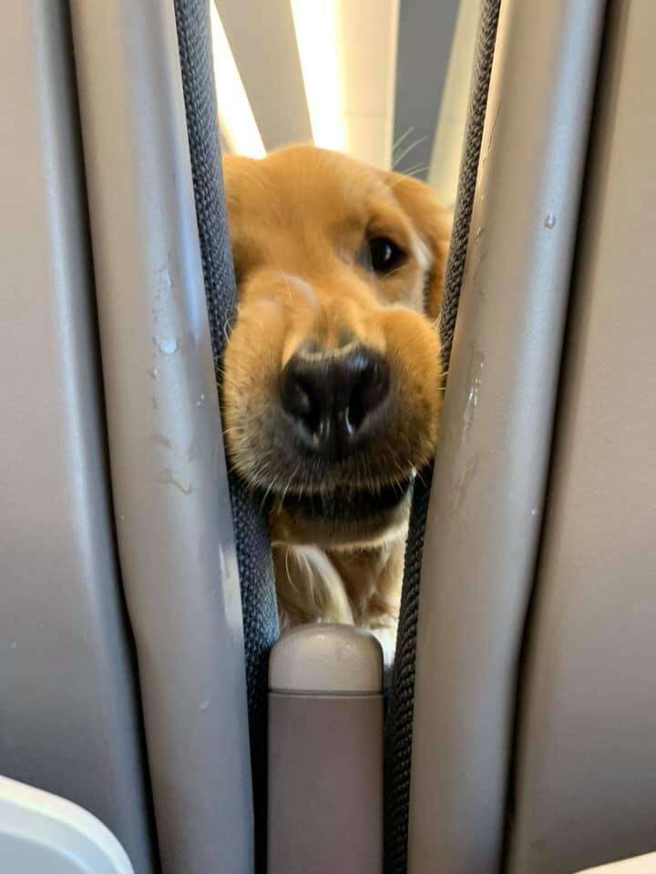 puppy on plane