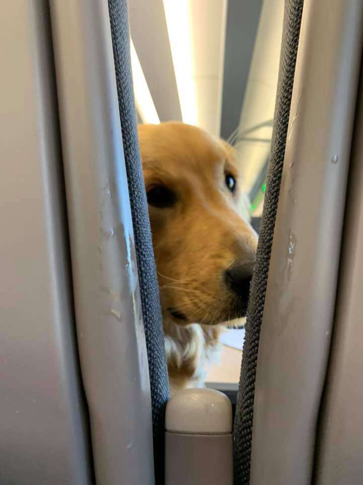 puppy on plane