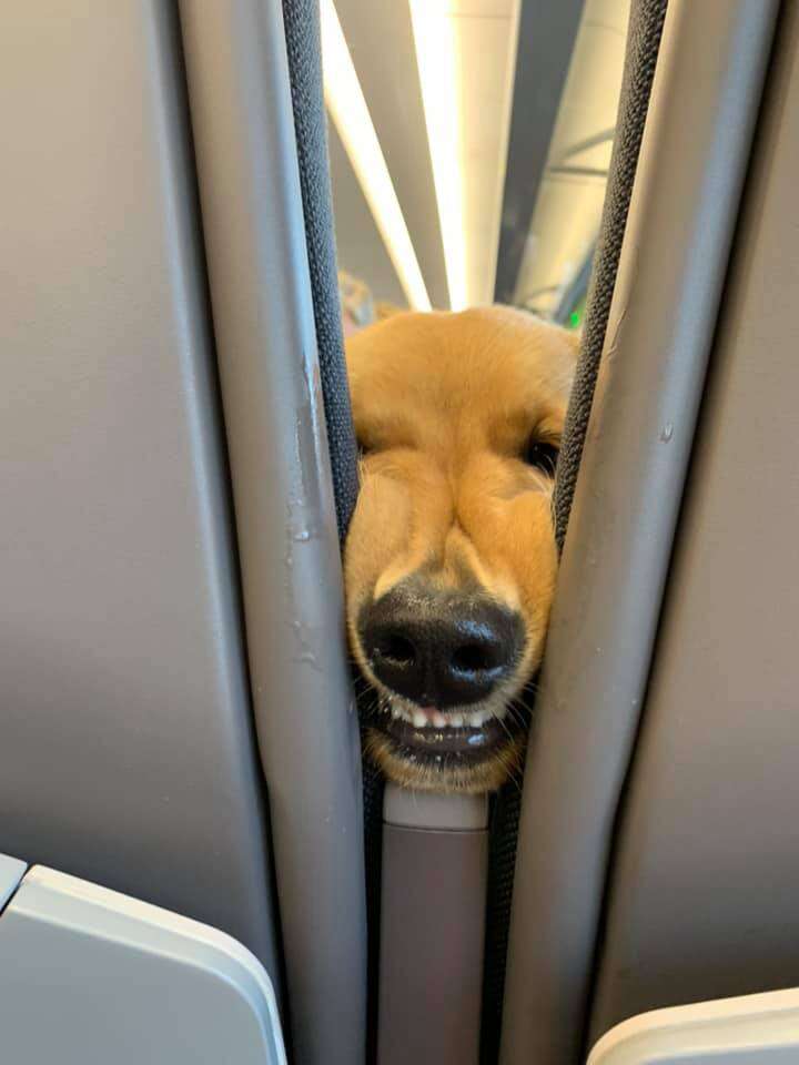 puppy on plane