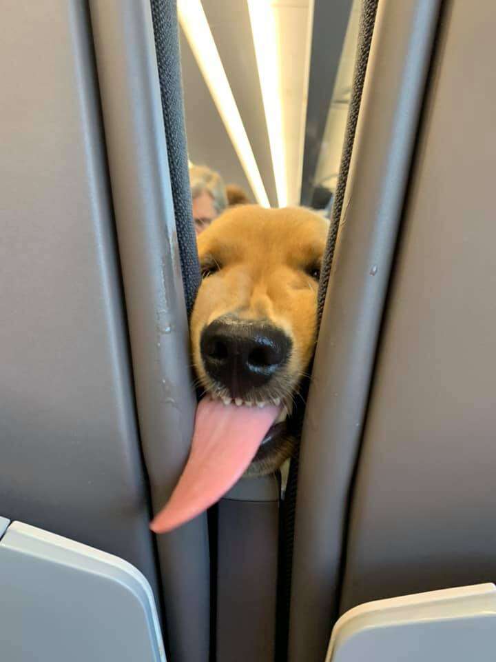 puppy on plane