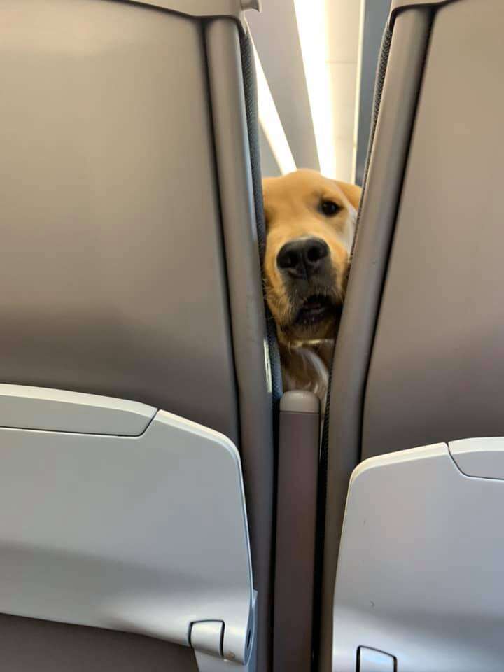 puppy on plane