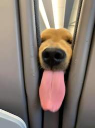 puppy on plane