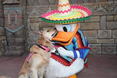 disney dog