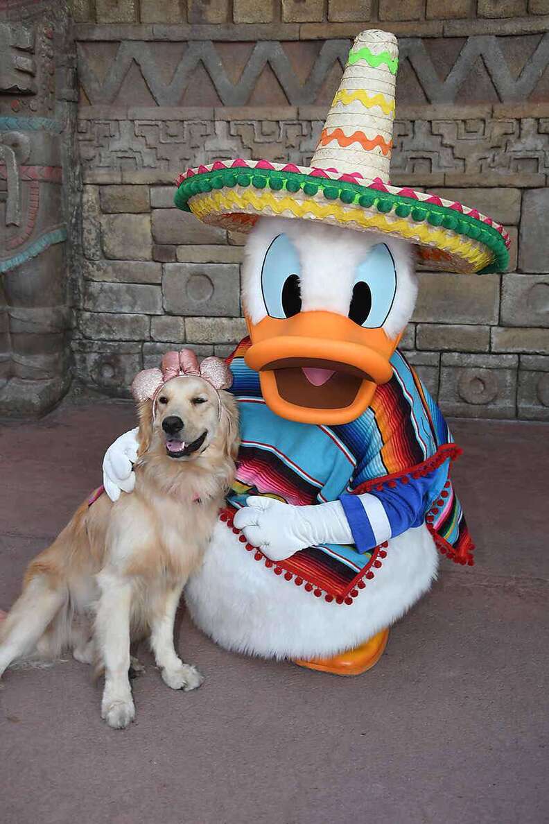 Dog with cheap donald duck