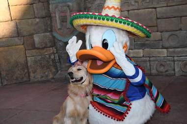 disney dog