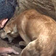 Mother Dog Cries For Help So Someone Will Help Save Her Puppies