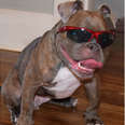 delta pit bull with dwarfism