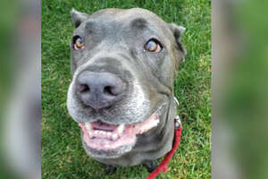 85-Pound Dog Just Wants A Lifetime Of Snuggles