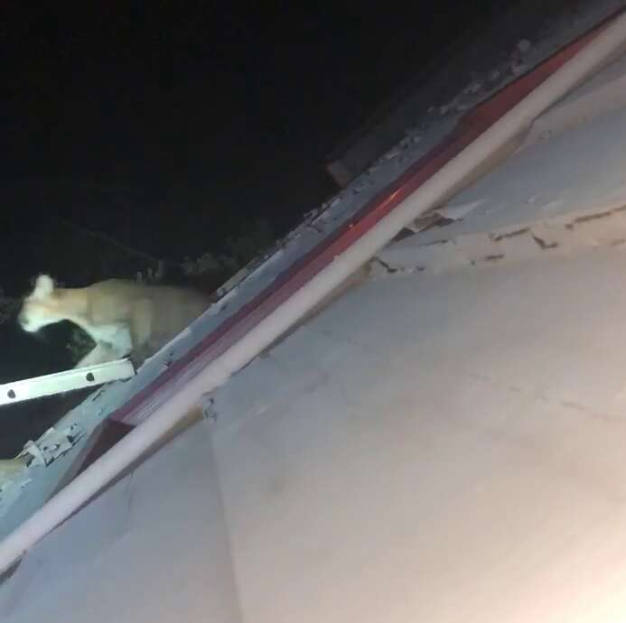 mountain lion breaks into house