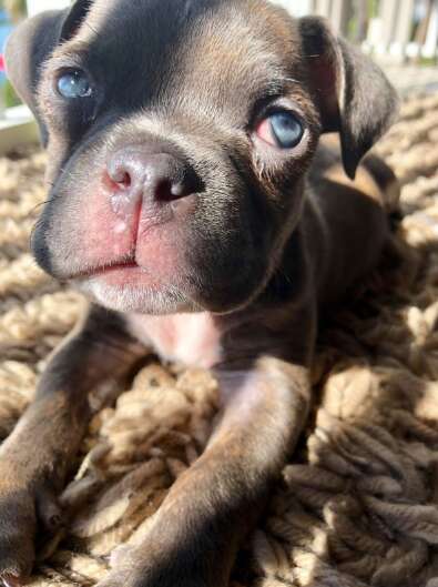 dwarf pit bull delta