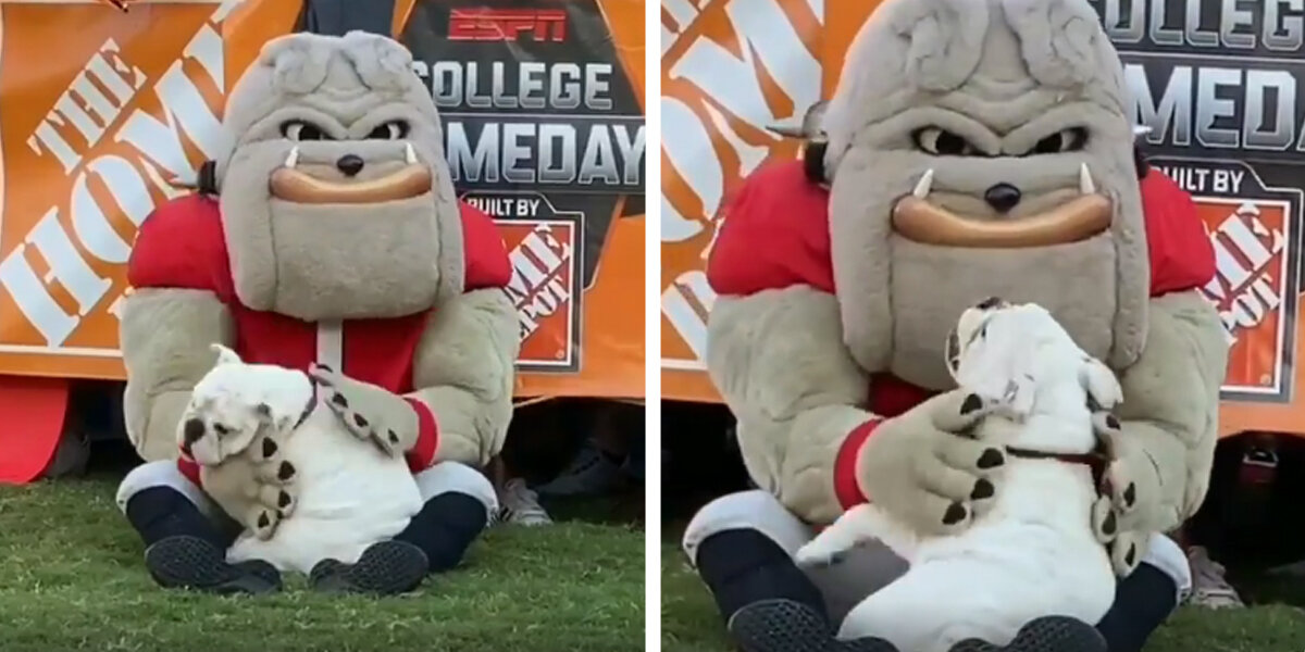 Happy Little Bulldog Is So Excited To Meet His Hero - The Dodo