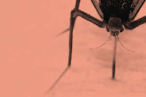 What Happens When Someone Gets Dengue Fever?