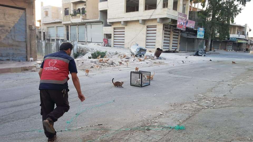 Man trapping loose cats so he can rescue them